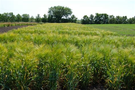 Why Variety Matters When Growing Barley For Silage