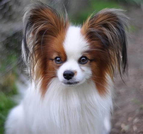 The ear and nose head. 7 cachorros mais inteligentes que você pode ter