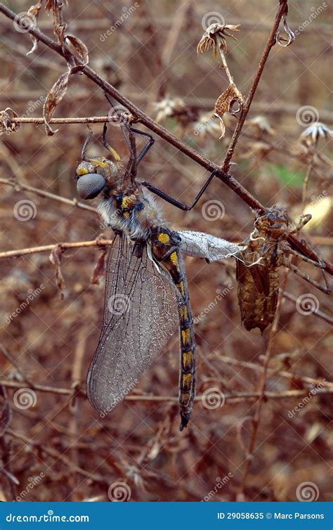 Dragonfly Emerging From Naiad State Stock Image Image Of Macro