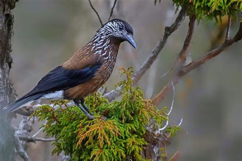 Birds Of Bhutan Bhutan Birding Tour