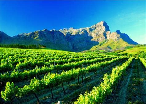 Western Cape Province A Vineyard Near Ranschhoek Photo Franschhoek
