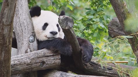 Austria Vienna Zoo Receives New Giant Panda In Official Ceremony