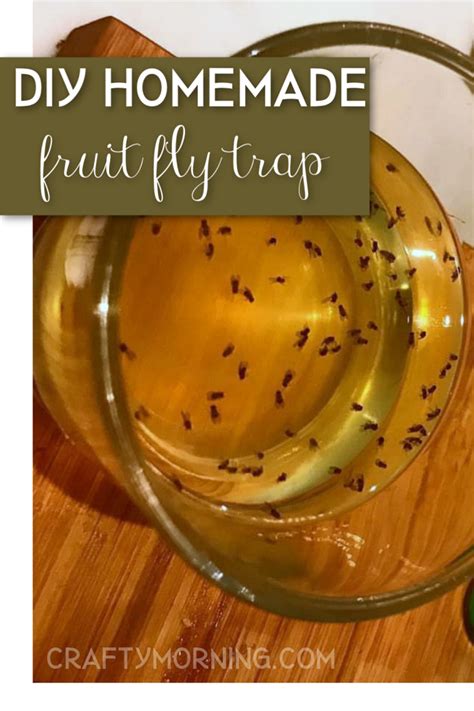 Diy Fruit Fly Trap With Honey Orthopedist Webzine Pictures
