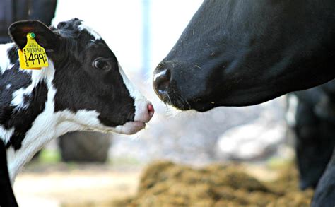 sexed semen helps build cow numbers and improve efficiency cogent uk