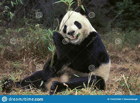 Giant Panda Ailuropoda Melanoleuca Adult Eating Bamboo Leaves Wolong