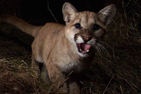Dnr Confirms 2 More Cougar Sightings In Up