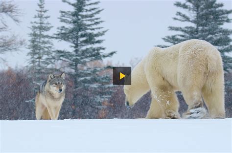 Churchill Wild Guide Polar Bears Wolves Featured In National