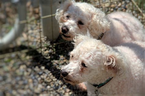 So many animals in arlingotn need a loving home. Collaboration Results in 17 Mill Dogs Rescued - LIFE WITH DOGS