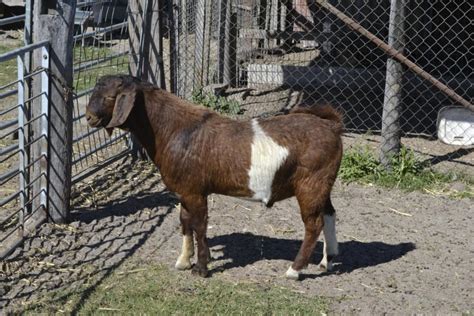 Lot 901 1 Goat Buck Auctionsplus