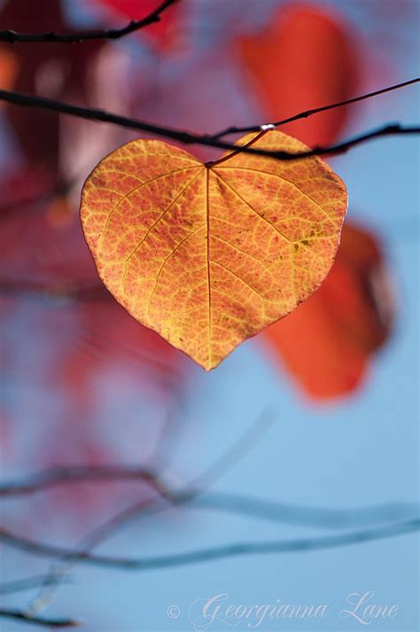 Картинки Осень И Любовь — Картинки фотографии