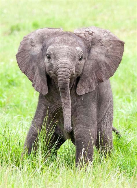 Beautiful Baby Sutton Elephant Newborn Elephant African Elephant