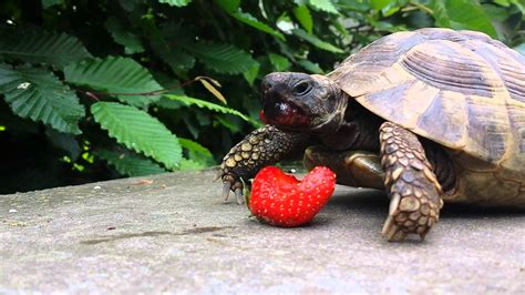 Turtle Eating Strawberry Wallpaper