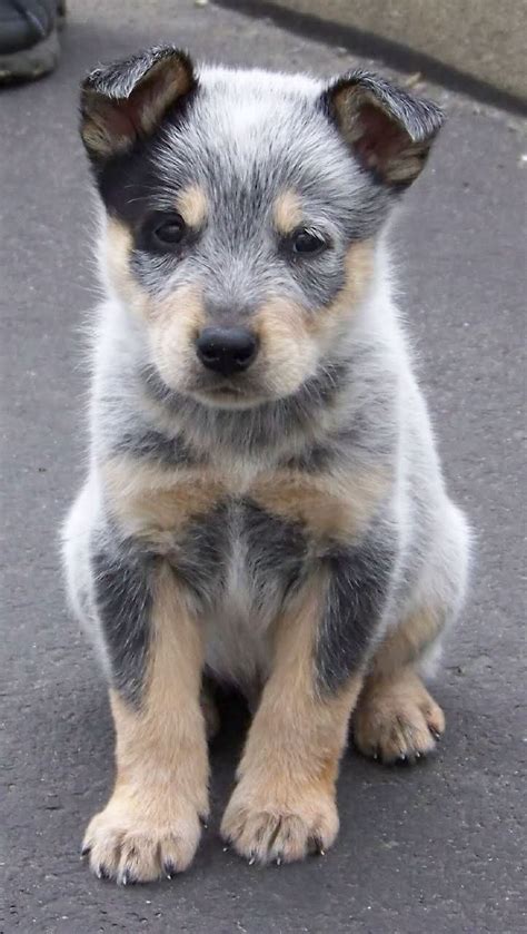 17 Best Images About Blue Heelers On Pinterest Puppys