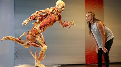 Real Bodies The Exhibition In Sydney Daily Telegraph