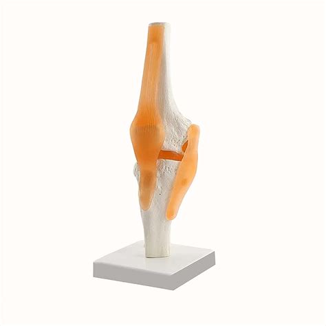 Buy Nxx Knee Model With Ligaments And Muslesanatomical Knee Joint