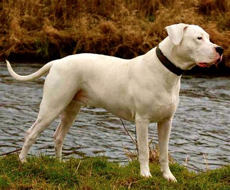 Dogo Argentino Caracteristicas Y Fotos Razas De Perros