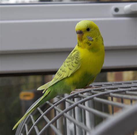 Uk Epsom Yellow And Green Budgie 17 May 2020