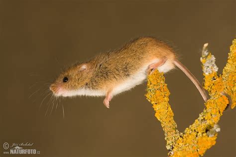 harvest mouse photos harvest mouse images nature wildlife pictures naturephoto