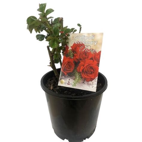 200mm Gallipoli Centenary Rose Rosa Bunnings Australia