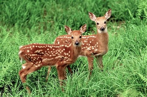 Whitetail Deer Fawns Twin Fawns Spotted Fawns Young Animal Etsy In