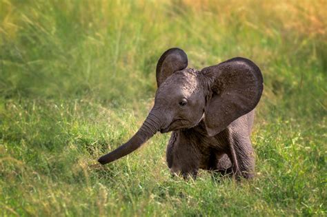 10 Adorables Fotografías De Crías De Elefante National Geographic En