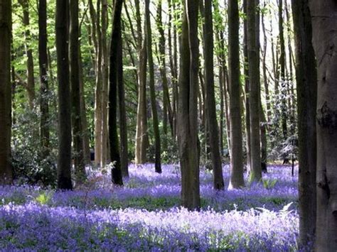 The Most Beautiful Bluebell Woods Near Bristol For A Stunning Easter