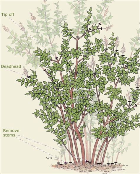 Ultimate Guide How To Trim A Lilac Bush