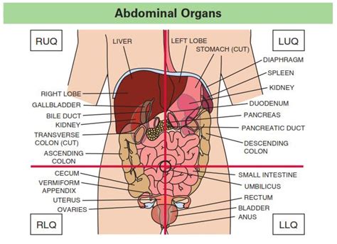 Subject abdominal regions delineated by. assessment of the abdomen - Nursing Nur307 with Reily at ...