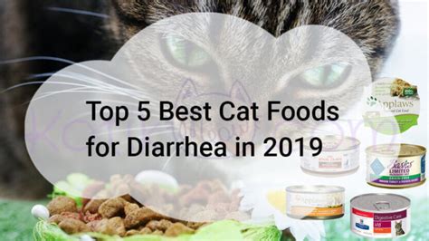 Top 5 Best Cat Foods For Diarrhea In 2019 Kotikmeow