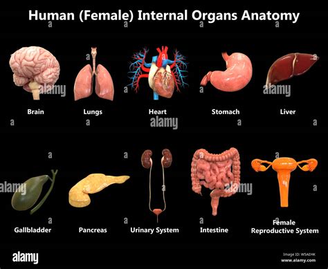 Internal Organs Map Male Internal Organ Map Bodenewasurk
