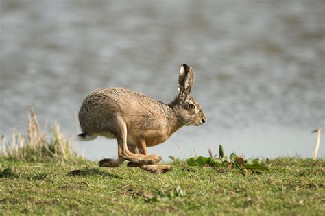 What S The Difference Between Rabbits And Hares Live Science