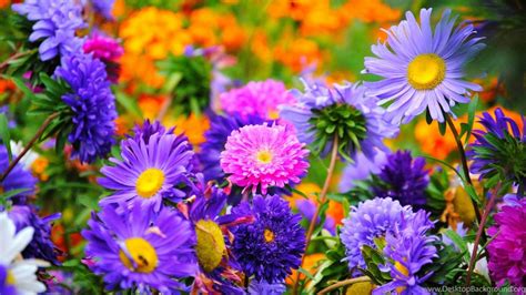 Rare And Late Summer Flowers Pictures And High Resolution Desktop