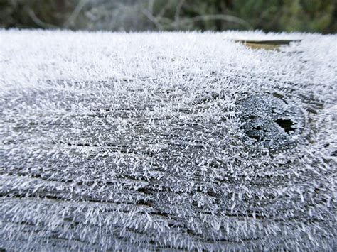 Frost On Log Free Stock Photo Public Domain Pictures
