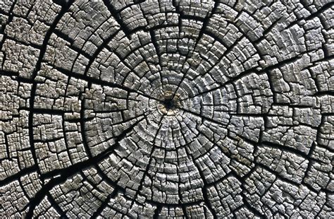 These annual rings show the amount of wood produced during one growing season. Tree Rings Reveal Mystery Radiation Burst Hit Earth 1,200 ...