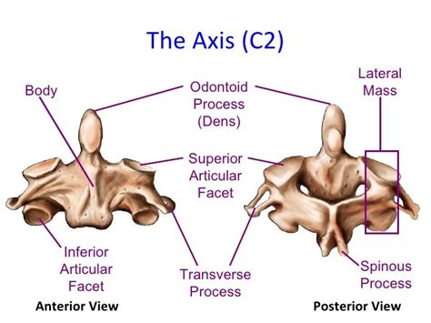 Anatomy Of Spine