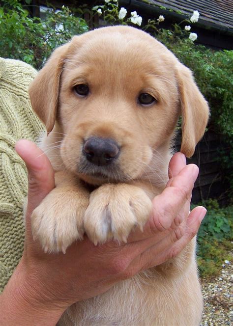 Meet Charlie Our Golden Labrador Dog Breeds Cute Dogs Labrador Dog