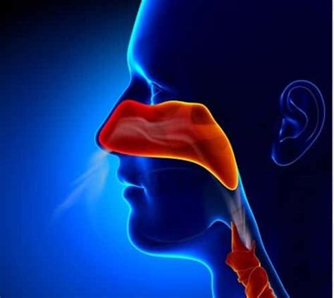 Sinusitis Infection Symptoms And Treatment