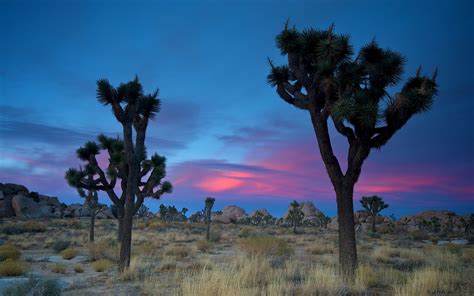 Joshua Tree National Park Full Hd Wallpaper And Background Image