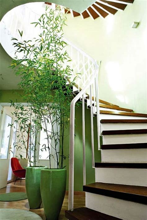 18 Best Large Indoor Plants Tall Houseplants For Home