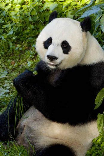 Mei Xiang Is Artificially Inseminated And Now The Wait Begins At The