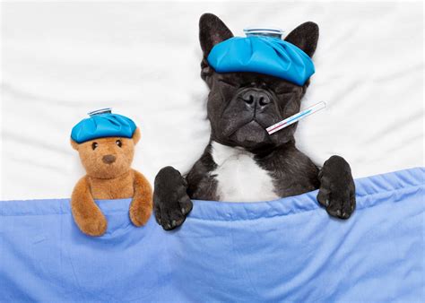 Maybe you would like to learn more about one of these? Bethel Animal Hospital, Gainesville, GA - Medical Care