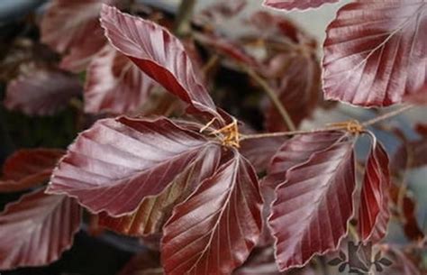 Buy Riversii Purple Beech Tree Online Free Uk Delivery Free Limited