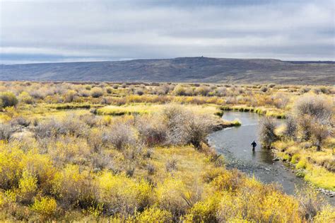 Distant View Of A Fly Fishing On The Hams Fork In Wyoming Stock Photo