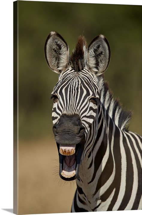 Common Zebra Yawning Ruaha National Park Tanzania Wall Art Canvas