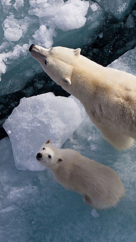 Polarbearsicesnowantarctica26573640x1136 Polar Bear Animals