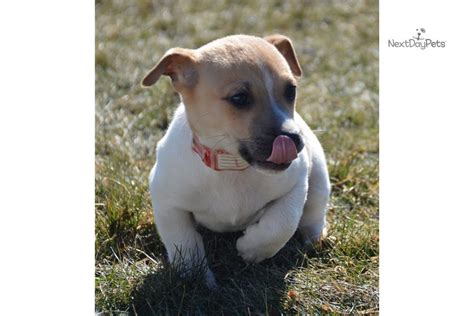 However, they take a lot of time and energy to raise properly, and have certain characteristics that do not make 2 checking the physical traits of a jack russell puppy. Jack Russell M: Jack Russell Terrier puppy for sale near Fort Wayne, Indiana. | 9a5ece48-f4d1