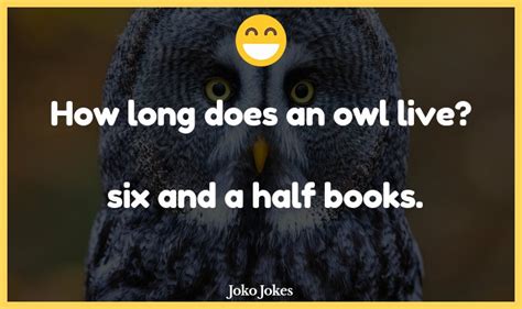 52 Owls Jokes And Funny Puns Jokojokes