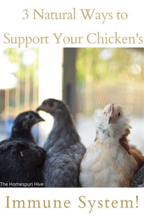 3 Natural Ways To Support Your Chickens Immune System Raising