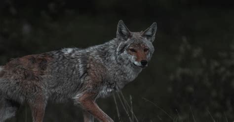 Coyote Hunting In Connecticut An Ultimate Guide For 2024 Updated