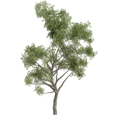 Forest Tree Transparent Forest Tree Tree Forest Png Transparent
